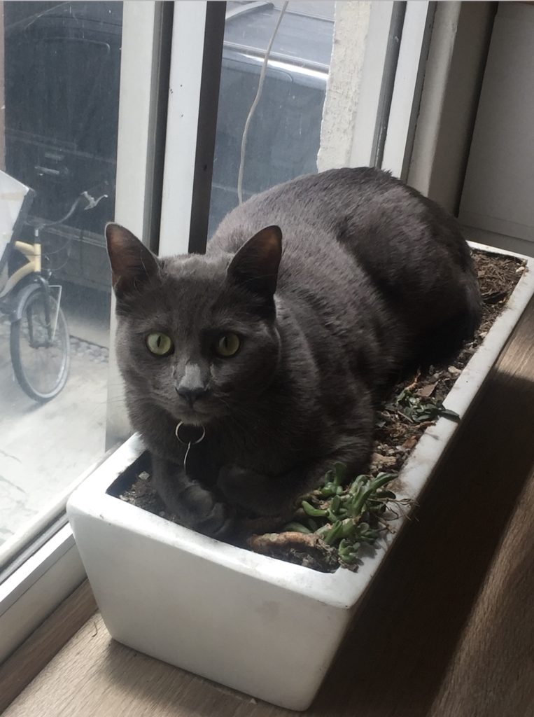 I planted my cat
