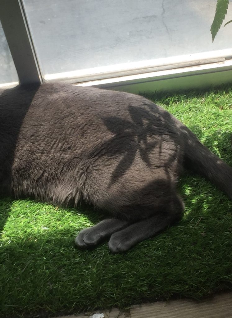 fluffy butt with a nice pattern