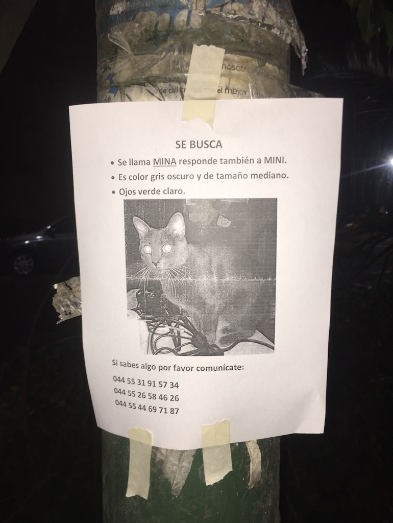 lost and hopefully found Mina